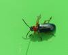 Oulema sp.